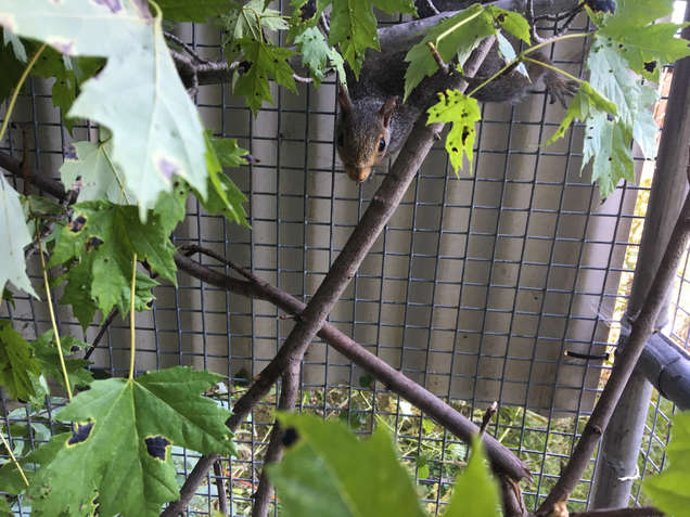 Normal squirrel things.